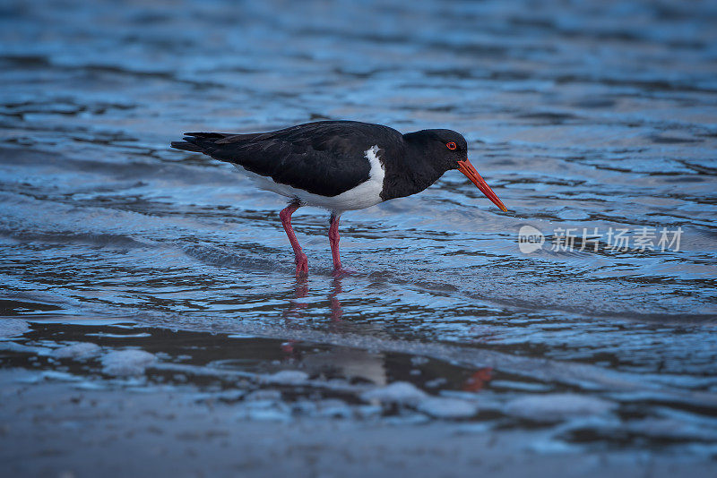 澳大利亚花衣魔笛手(Haematopus longirostris)